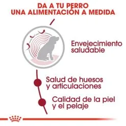 Royal Canin Tourteau Medium Ageing +10 -Nourriture pour chien Soldes 15325 4 3 g