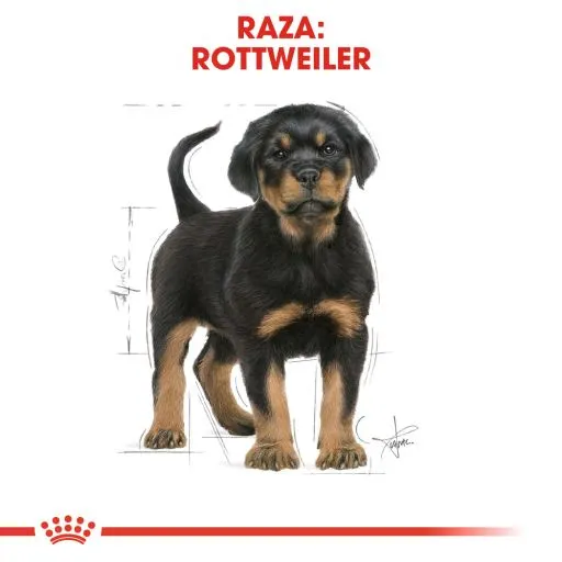 Royal Canin Rottweiler Puppy Aliment Pour Chiots 8 Royal Canin Rottweiler Puppy Aliment Pour Chiots – Image 6
