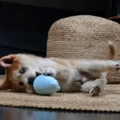 Petit Jouet Hochet Bleu Balu -Nourriture pour chien Soldes 2 63e4e41e06124 g