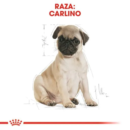 Royal Canin Pug Junior 8 Royal Canin Pug Junior – Image 6