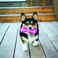 KONG Squeezz Crackle Bone -Nourriture pour chien Soldes 71497 pcs1 2 1000x1000 1 g