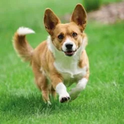 Beaphar Pipettes Antiparasitaires Race De Petite Taille >15 Kg -Nourriture pour chien Soldes 8711231106141 4 62e2ab25d9db6 g