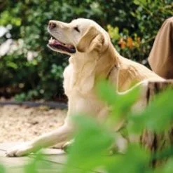 Beaphar Pipettes Antiparasitaires Race De Grande Taille > 30 Kg 11 Beaphar Pipettes Antiparasitaires Race De Grande Taille > 30 Kg -Nourriture pour chien Soldes 8711231106165 4 62e2aa819ea00 g