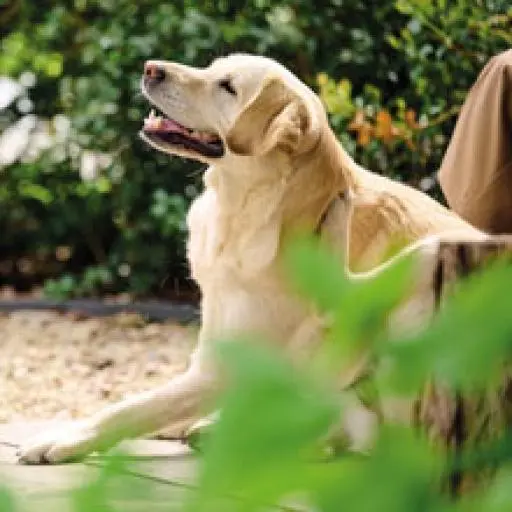 Beaphar Pipettes Antiparasitaires Race De Grande Taille > 30 Kg 7 Beaphar Pipettes Antiparasitaires Race De Grande Taille > 30 Kg – Image 5