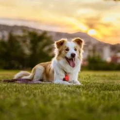 Tickless Répulsif à Ultrasons Pour Insectes, Rose -Nourriture pour chien Soldes B 077 scaled 63eca3d9809b9 g