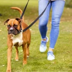 The Company Of Animals Muselière Rembourrée Anti-Tirant Optifit -Nourriture pour chien Soldes Halti Optifit Headcollar On dog close up Header Gallery 694x572 6 633fda37a64d4 g