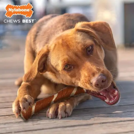 Nylabone Ec Porkhide Os Bacon & Pb 5 Nylabone Ec Porkhide Os Bacon & Pb – Image 3