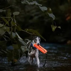 Julius K9 Harnais De Sécurité Multifonctionnel Pour Chiens -Nourriture pour chien Soldes Motivador Multidummy 6478ac2e58fed g