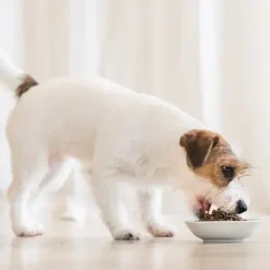 Schesir Croquettes Pour Chiens De Petite Race à L'Agneau -Nourriture pour chien Soldes Pienso para Perros de Razas Pequenas con Cordero 6385f42f22be4 g