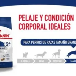 Royal Canin Maxi Adult Dog Food Pour Adultes Taille Grandes Races -Nourriture pour chien Soldes SHN Maxi Adult 6440028fbd47d g