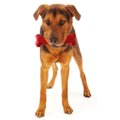 Tastybone Os Et Thym Poulet Rôti -Nourriture pour chien Soldes image qp 2 6349155cb7a56 g