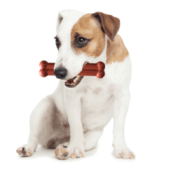 Tastybone Os Et Thym Poulet Rôti -Nourriture pour chien Soldes image qp 3 6349155e403a3 g