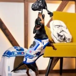 For Fan Pets Plongeur Pour Chien Star Wars -Nourriture pour chien Soldes mordedor para perro star wars 7 g