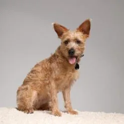 Tickless Répulsif à Ultrasons Pour Insectes Beige -Nourriture pour chien Soldes pet5 63ebaa2987bf0 g